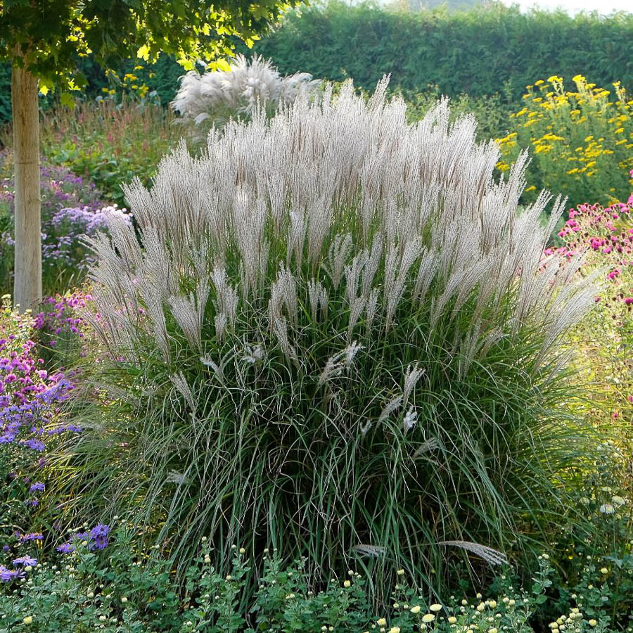 Ешектегі мас қыздар