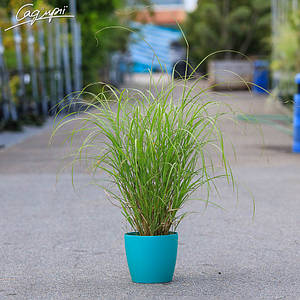 Міскантус китайський 'Krater'. Контейнер 3 л