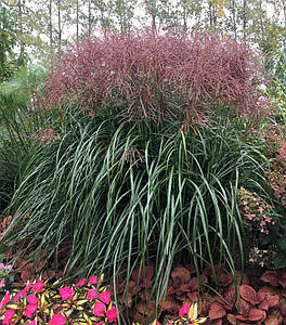 Міскантус китайський 'Malepartus'. Контейнер 3 л