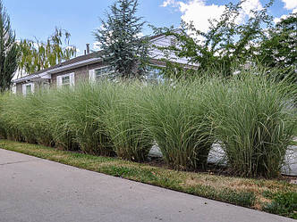 Міскантус китайський 'Morning Light' в 3-л конт