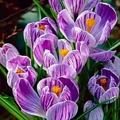 Крокус Великоквітковмй King of the Striped цибулина