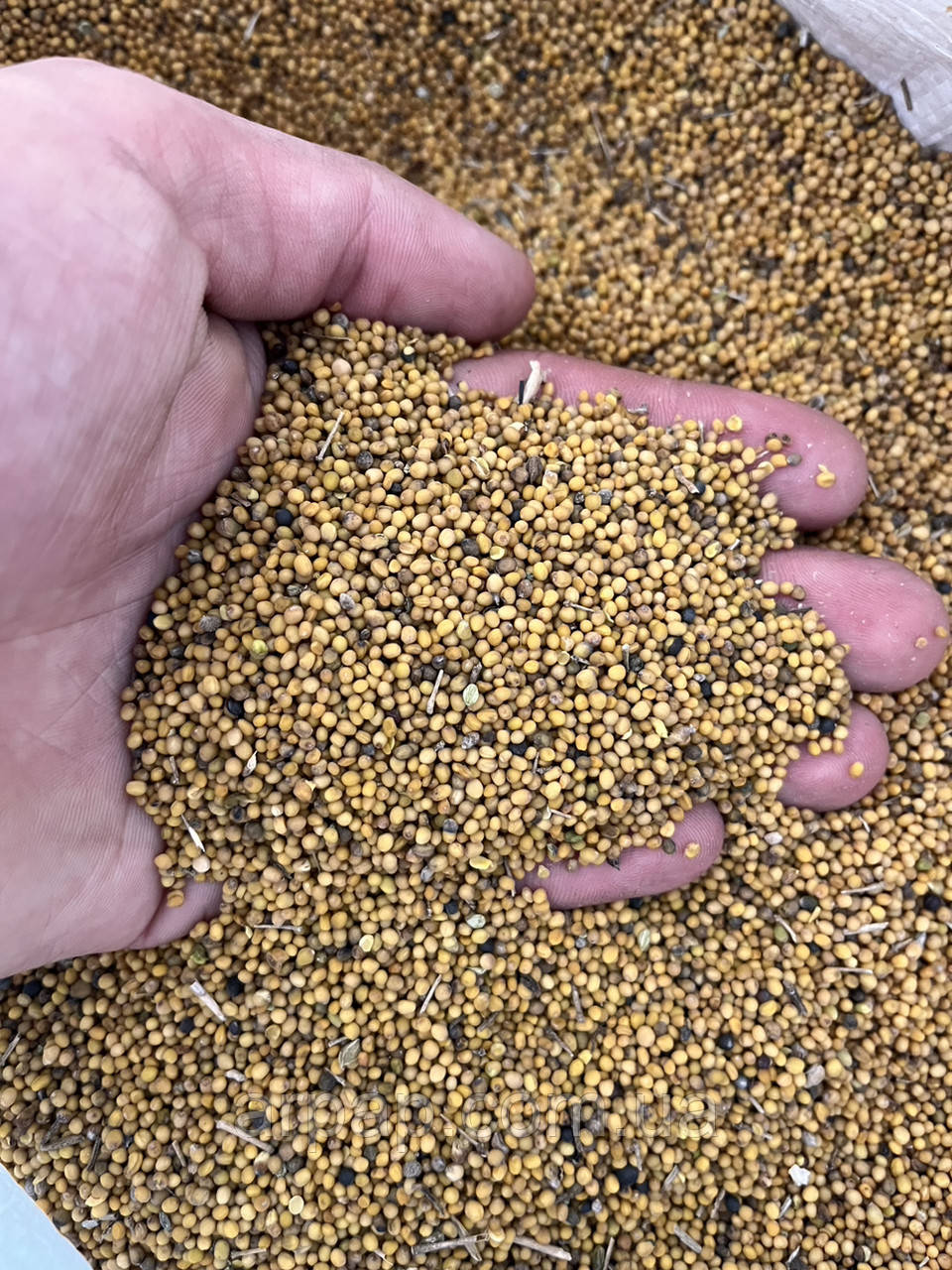 Гірчиця жовта 1кг, фото 1