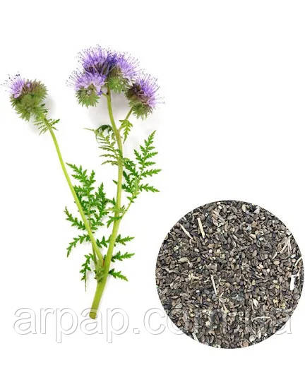 Фацелія 1кг, фото 1