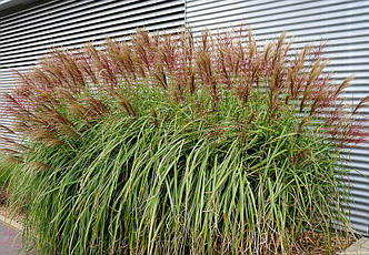 Міскантус китайський 'Red Chief'. Контейнер 3 л