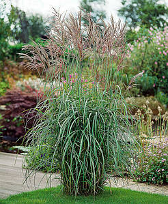 Міскантус китайський 'Silberfeder'. Контейнер 3 л