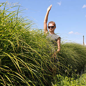 Міскантус китайський 'Strictus'. Контейнер 3 л