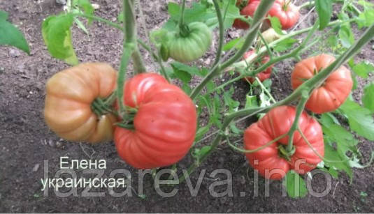 Насіння томату Насіння від Лазарєвих Українська Олена 0,1 гр (15-30 насінин)