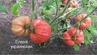 Семена томата Семена от Лазаревых Украинская Елена 0,1 гр (15-30 семян)
