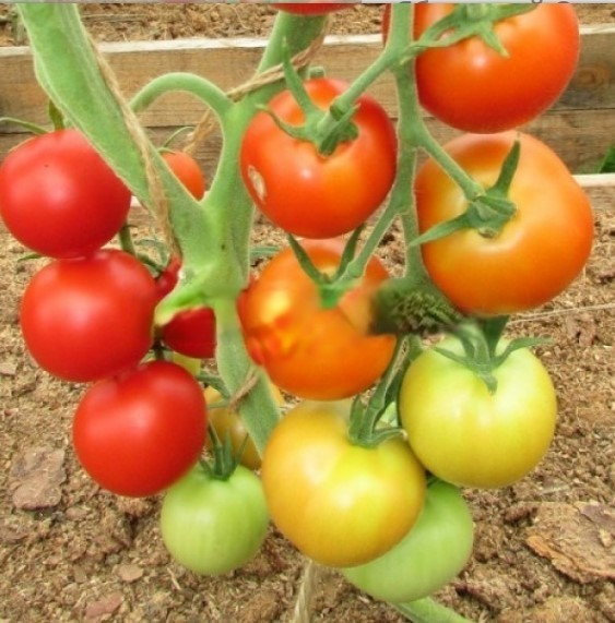 Насіння томату Яблучний спас 30 нас, фото 1