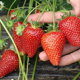 Ранні сорта полуниці