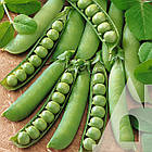 Горох Преладо Садиба 20 г., фото 3