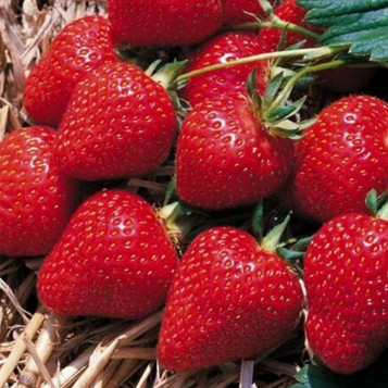 Полуниця Румба