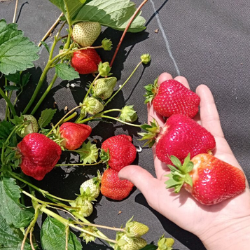 Полуниця Квікі