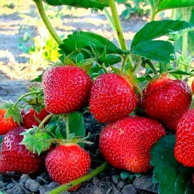 Полуниця середнього терміну дозрівання