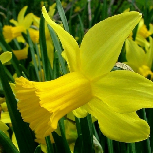 Нарцис корончатий February Gold цибулини 12/14, фото 1