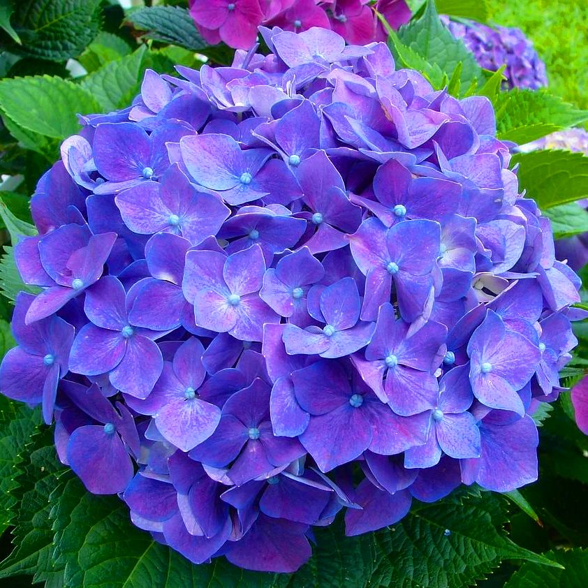 Саджанці Гортензії крупнолистної Європа (Hydrangea macrophylla Europa) Р9