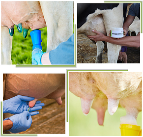 Гігієна вимені