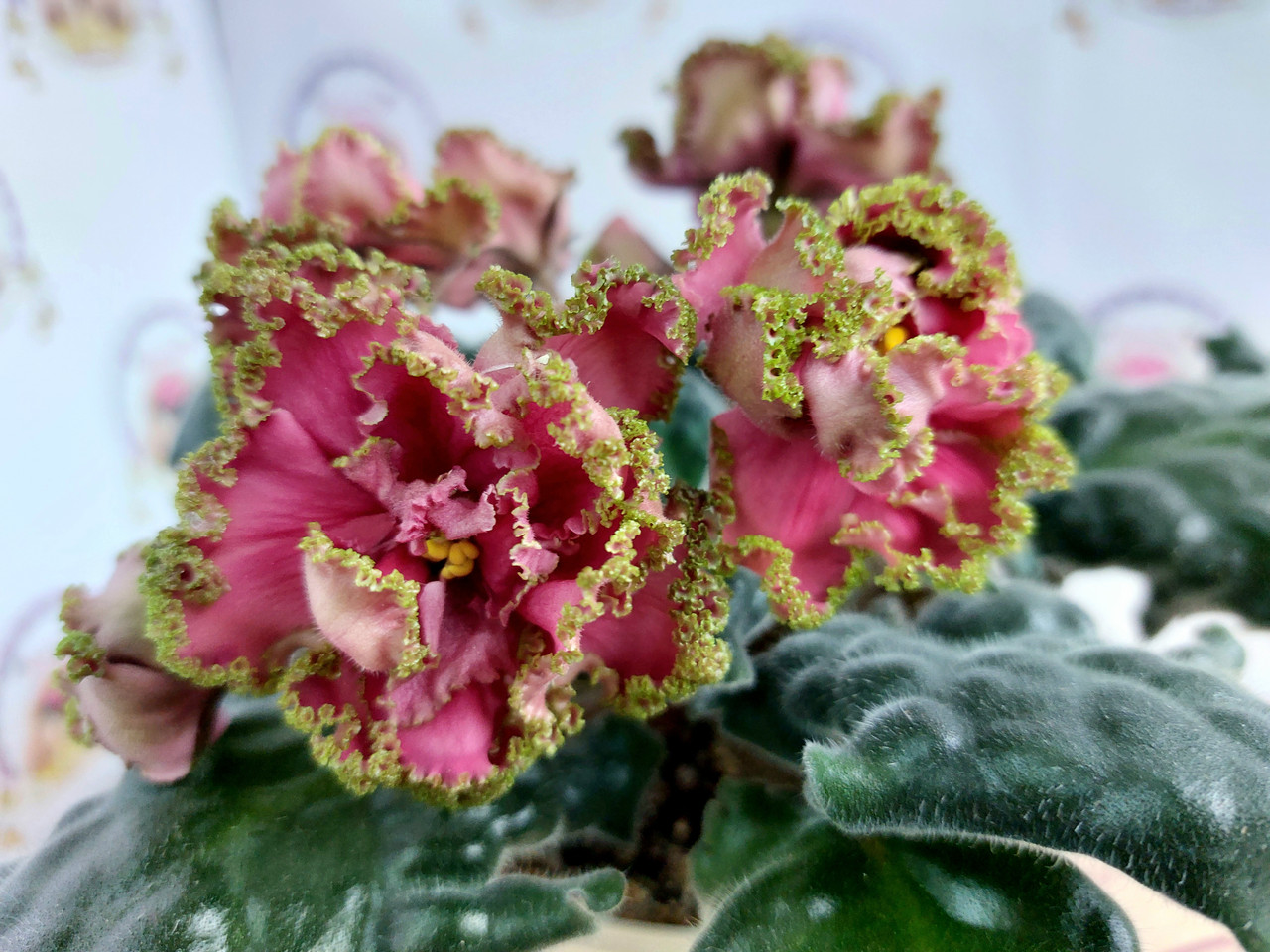 АВ-Хурма (Фиалковод) 2019 - FloraPiter.Ru коллекционные ФИАЛКИ из Санкт-Петербур