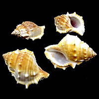 Морские раковины Бурса спиноза Bursa Spinosa, размер: длина 4-5см