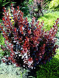 Барбарис Atropurpurea 3года, фото 3