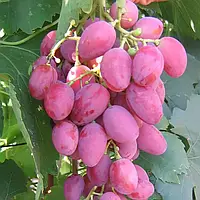 Саженцы винограда Арго - очень раннего срока, урожайный, сочный в горшке 1,7л