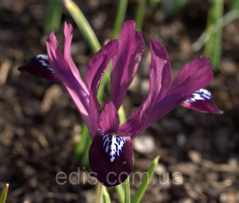 Ірідодіктіум Purple Gem (ірис сітчастий Пурпл Джем) 5 цибулин