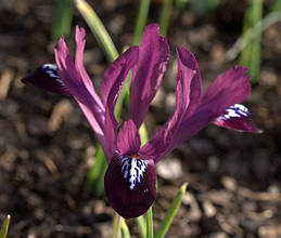 Ірідодіктіум Purple Gem (ірис сітчастий Пурпл Джем) 5 цибулин