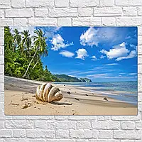Плакат "Большая раковина на песке", 40×60см