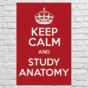 Плакат "Keep calm and study anatomy", 60×40см