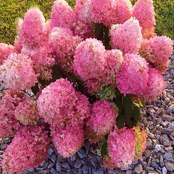 Гортензія хуртовина Пінк Лайт (Pink Light 50) контейнер 0,5л