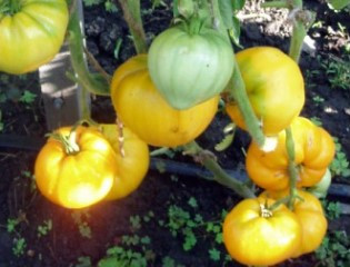 Насіння томату Насіння від Лазарєвих Лунний восторг 0,1 гр (15-30 насінин)
