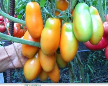 Насіння томату Насіння від Лазарєвих Мідас (Медок) 0,1 гр (15-30 насінин)