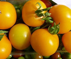 Насіння томату Нежданна 30 насінин