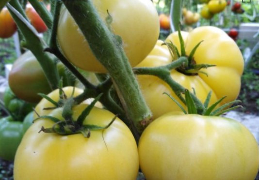 Насіння томату Насіння від Лазарєвих Половина Місяця  0,1 гр (15-30 насінин), фото 1