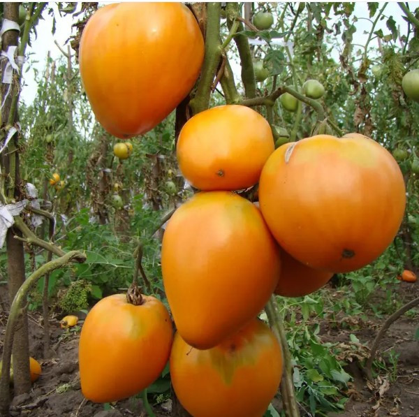 Серце Ашхабада 30 насінин, фото 1