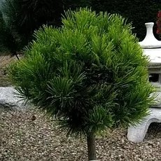 Сосна чорна Bambino 2 річна на штамбі, Сосна черная Бамбино на штамбе, Pinus nigra Bambino, фото 3