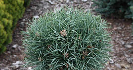 Сосна звичайна Frensham 2 річна на штамбі, Сосна обыкновенная Френшам, Pinus sylvestris Frensham, фото 4