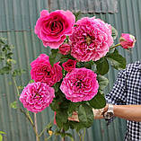 Троянда Kate (Кейт), фото 3