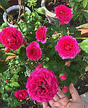 Троянда Kate (Кейт), фото 2