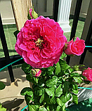 Троянда Kate (Кейт), фото 5