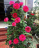 Троянда Kate (Кейт), фото 4