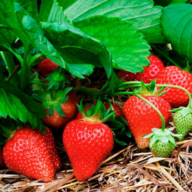 Пізні сорта полуниці