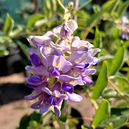 Гліцинія Блю Мун / h 100-120 / Wisteria macrostachya Blue Moon, фото 2