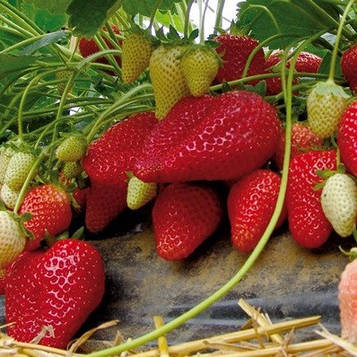 Полуниця Альбион