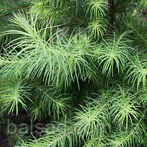 Модрина Японська Кемпфера / С3 / h 80-100 / Larix Кaempferi, фото 3