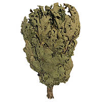 Віник для лазні та сауни дубовый PRO (Поштучно)