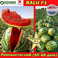 Кавун, ранній Balu F1 / Балу F1, 1000 насінин, ТМ Kitano Seeds (Нідерланди)