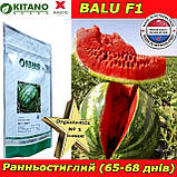 Кавун, ранній Balu F1 / Балу F1, 1000 насінин, ТМ Kitano Seeds (Нідерланди), фото 3