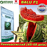 Кавун, ранній Balu F1 / Балу F1, 1000 насінин, ТМ Kitano Seeds (Нідерланди), фото 2