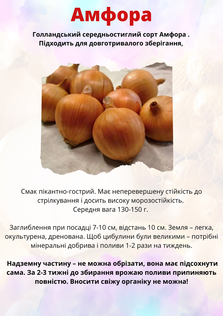 Лук Амфора (Amphora) 1 Кг — в Категории "Семена и Рассада Овощных ...